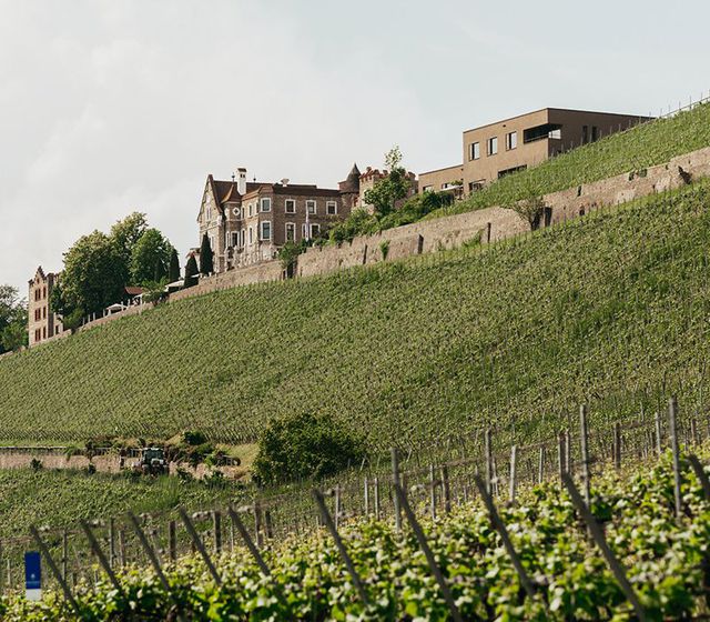 Abb. Die Steinburg thront über weltberühmter Weinlage!