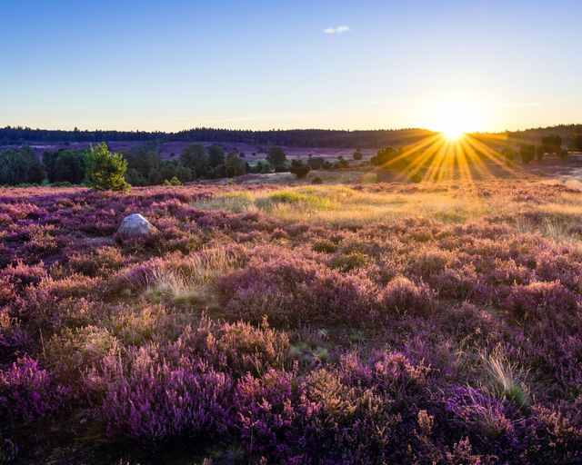 Abb. Tagen, wo die Heide blüht – Ihre ANDERS-Auszeit
