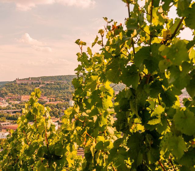 Abb. Im Herzen der weltberühmten Weinlage "Würzburger Stein"
